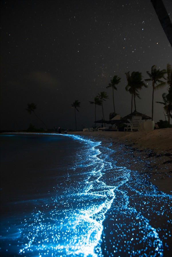 Bioluminiscencias