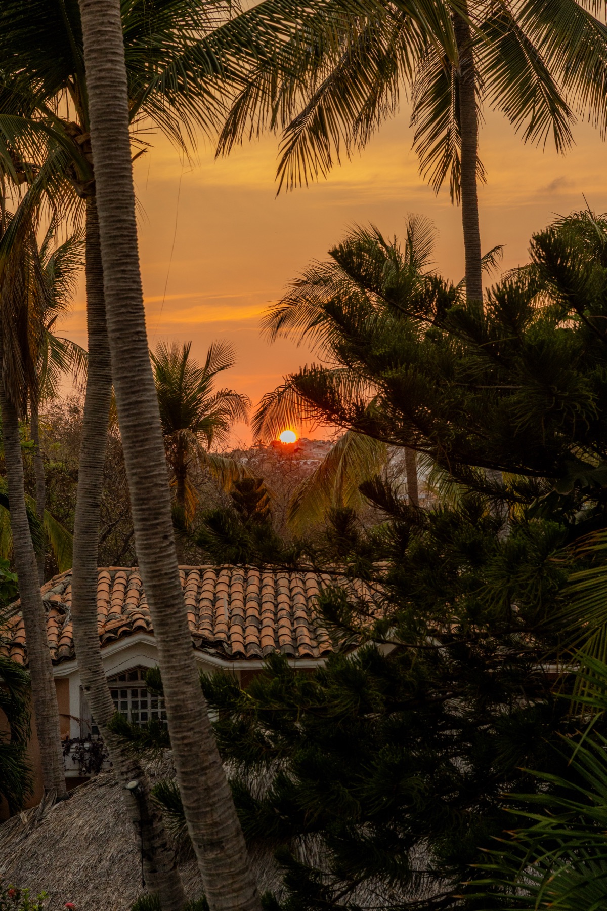 Palmeras al atardecer en Puerto Escondido