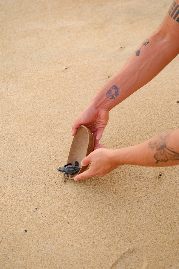 Liberación de tortugas