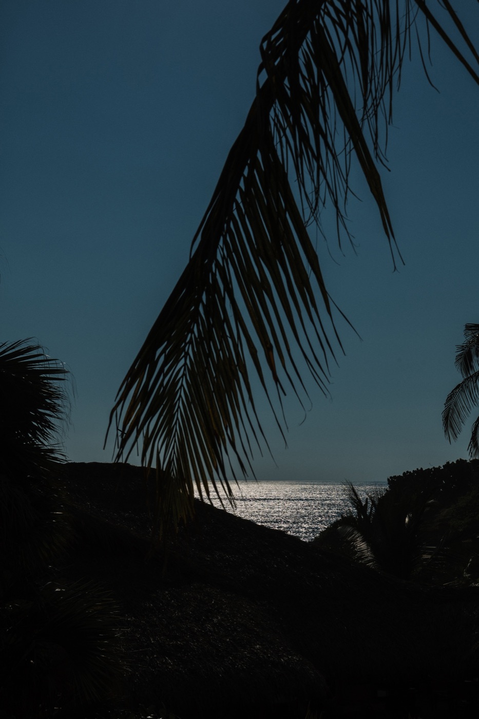 Palm tree by the sea at sunset in Zicatela